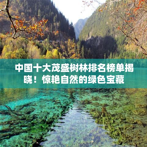 中国十大茂盛树林排名榜单揭晓！惊艳自然的绿色宝藏
