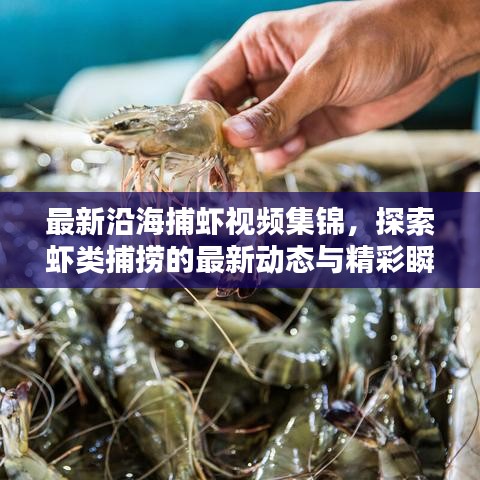 最新沿海捕虾视频集锦，探索虾类捕捞的最新动态与精彩瞬间