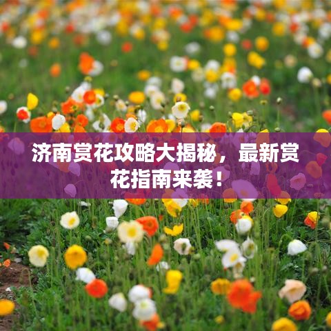 济南赏花攻略大揭秘，最新赏花指南来袭！
