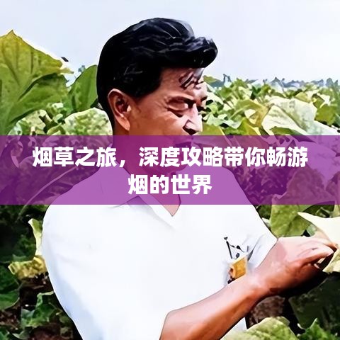 烟草之旅，深度攻略带你畅游烟的世界