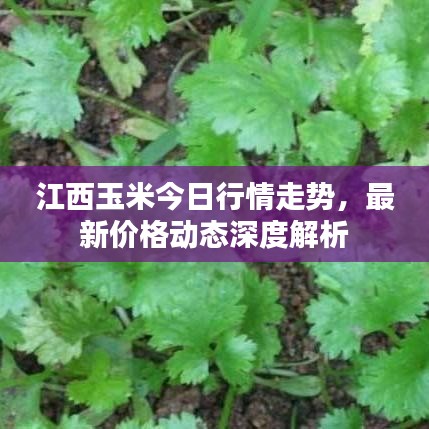 江西玉米今日行情走势，最新价格动态深度解析