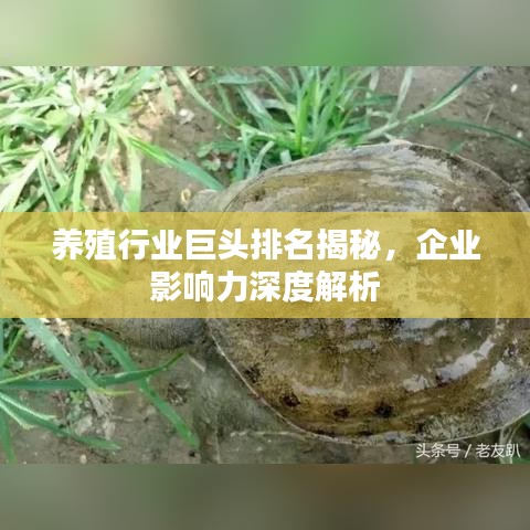 养殖行业巨头排名揭秘，企业影响力深度解析