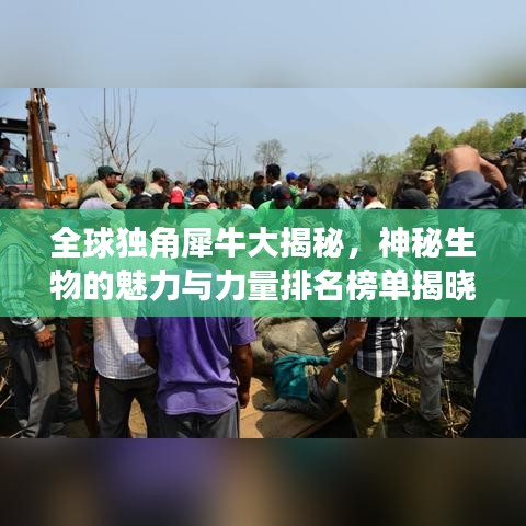 全球独角犀牛大揭秘，神秘生物的魅力与力量排名榜单揭晓！