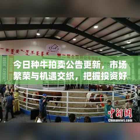 今日种牛拍卖公告更新，市场繁荣与机遇交织，把握投资好时机
