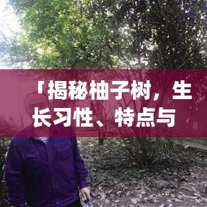 「揭秘柚子树，生长习性、特点与用途一网打尽！」